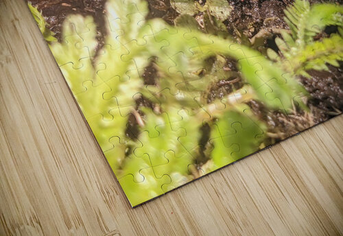 Red Frog Kelly Marie Johnson puzzle