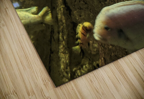 Colorful Fish Kelly Marie Johnson puzzle
