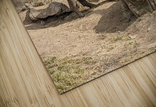 Zoo Kelly Marie Johnson puzzle