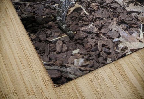 Zoo Kelly Marie Johnson puzzle