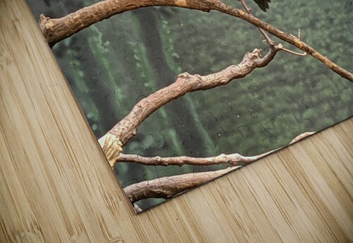 Bird Kelly Marie Johnson puzzle