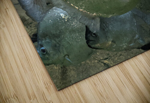 Colorful Fish Kelly Marie Johnson puzzle