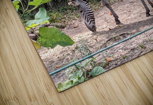 Zebra Kelly Marie Johnson puzzle