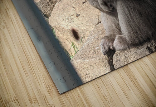 Monkey Kelly Marie Johnson puzzle