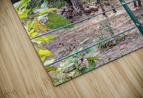 Zebra Kelly Marie Johnson puzzle