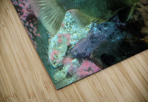 Colorful Fish Kelly Marie Johnson puzzle