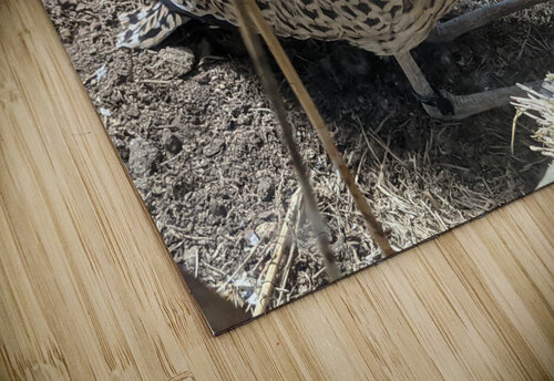 Bird Kelly Marie Johnson puzzle