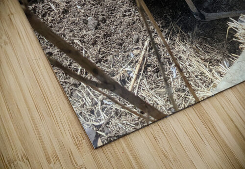 Bird Zoo Kelly Marie Johnson puzzle