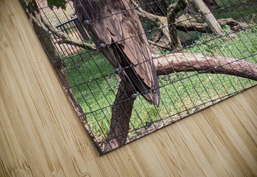 Zoo Kelly Marie Johnson puzzle
