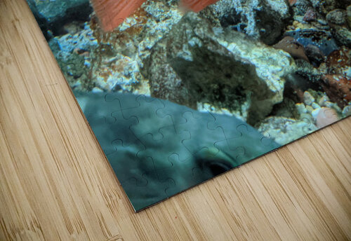 Colorful Fish Kelly Marie Johnson puzzle
