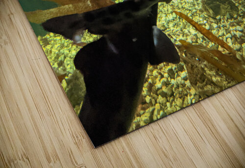 Shark Kelly Marie Johnson puzzle