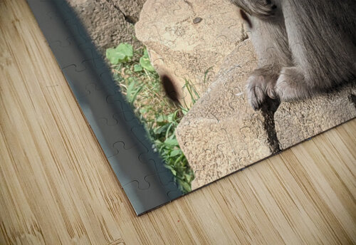 Monkey Kelly Marie Johnson puzzle