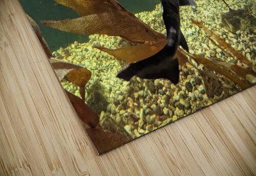 Ocean Kelly Marie Johnson puzzle