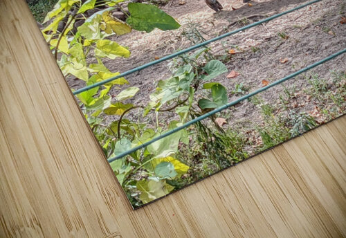 Zebra Kelly Marie Johnson puzzle