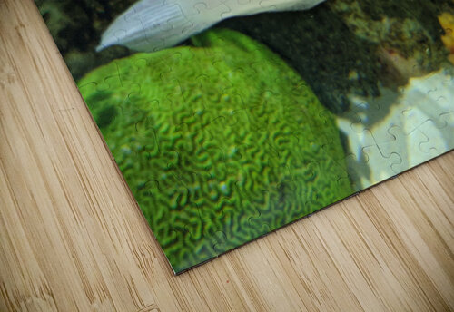 Colorful Fish Kelly Marie Johnson puzzle