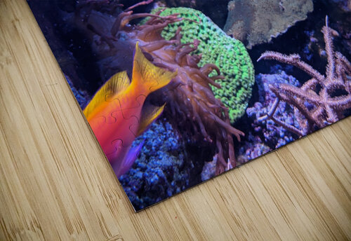 Colorful Fish Kelly Marie Johnson puzzle