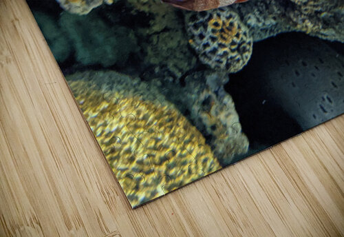 Colorful Fish Kelly Marie Johnson puzzle
