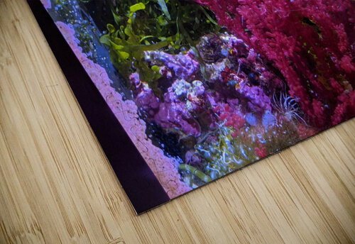 Aquarium Kelly Marie Johnson puzzle