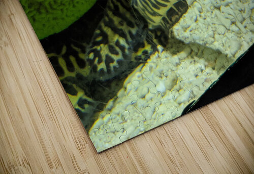 Yellow Eel Kelly Marie Johnson puzzle