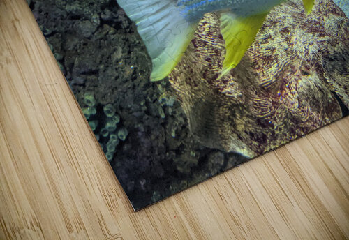 Colorful Fish Kelly Marie Johnson puzzle
