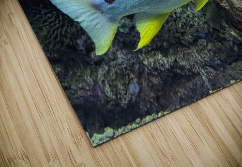 Colorful Fish Kelly Marie Johnson puzzle