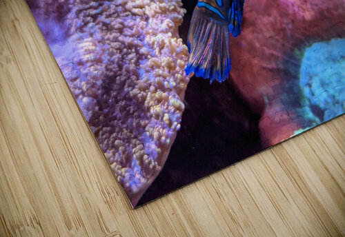 Blue Fish Kelly Marie Johnson puzzle