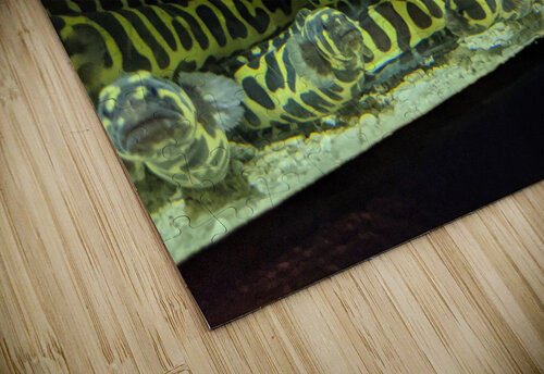 Yellow Eel Kelly Marie Johnson puzzle