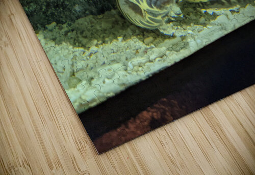 Yellow Eel Kelly Marie Johnson puzzle