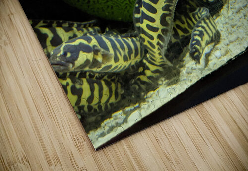 Yellow Eel Kelly Marie Johnson puzzle