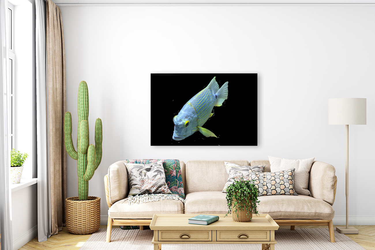 BlueYellowFish Reproduction