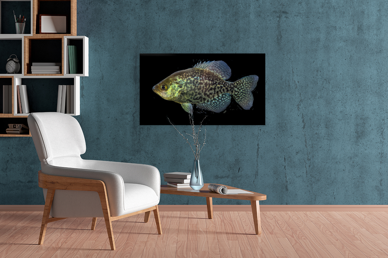 GoldenFish Reproduction