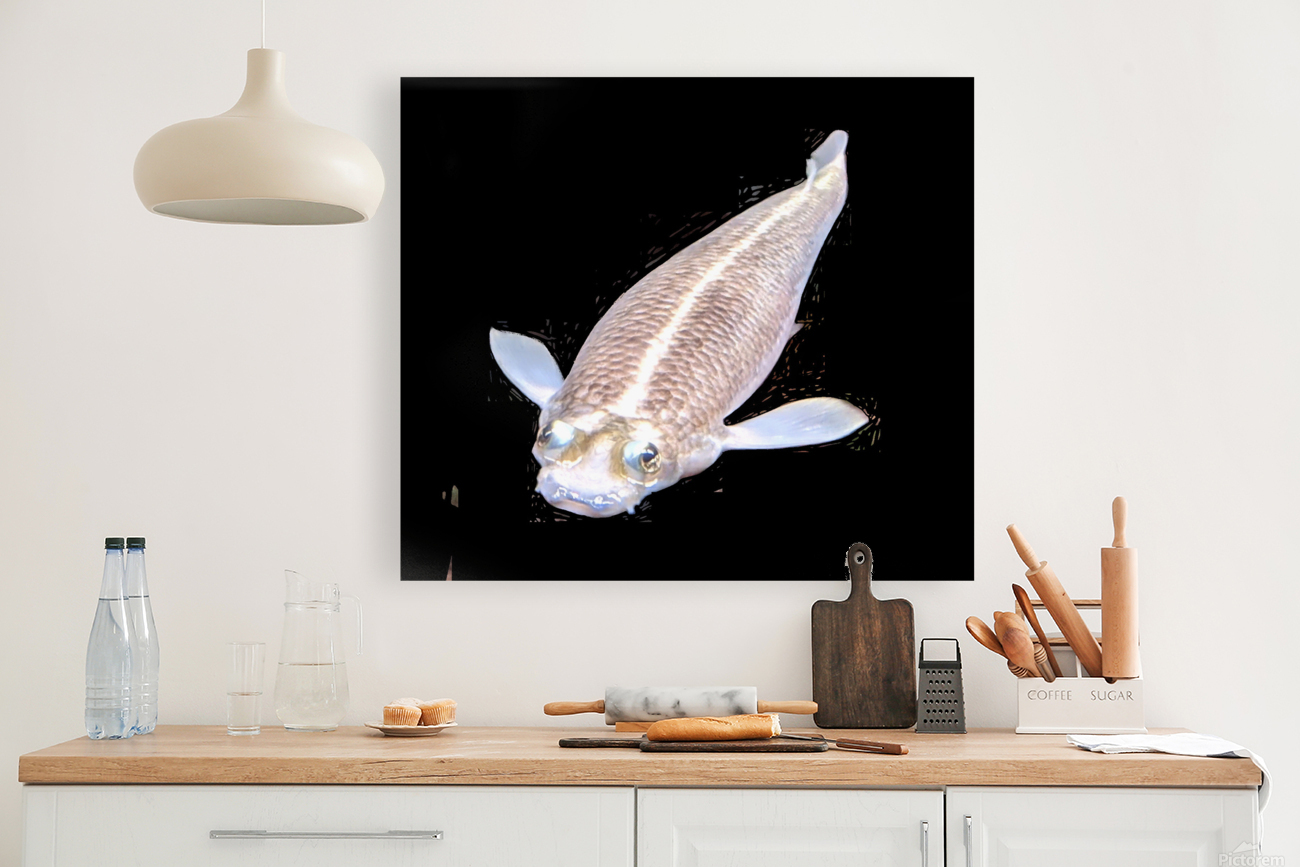 KoiFish3 Reproduction