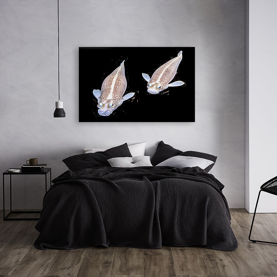 KoiFish1 Reproduction