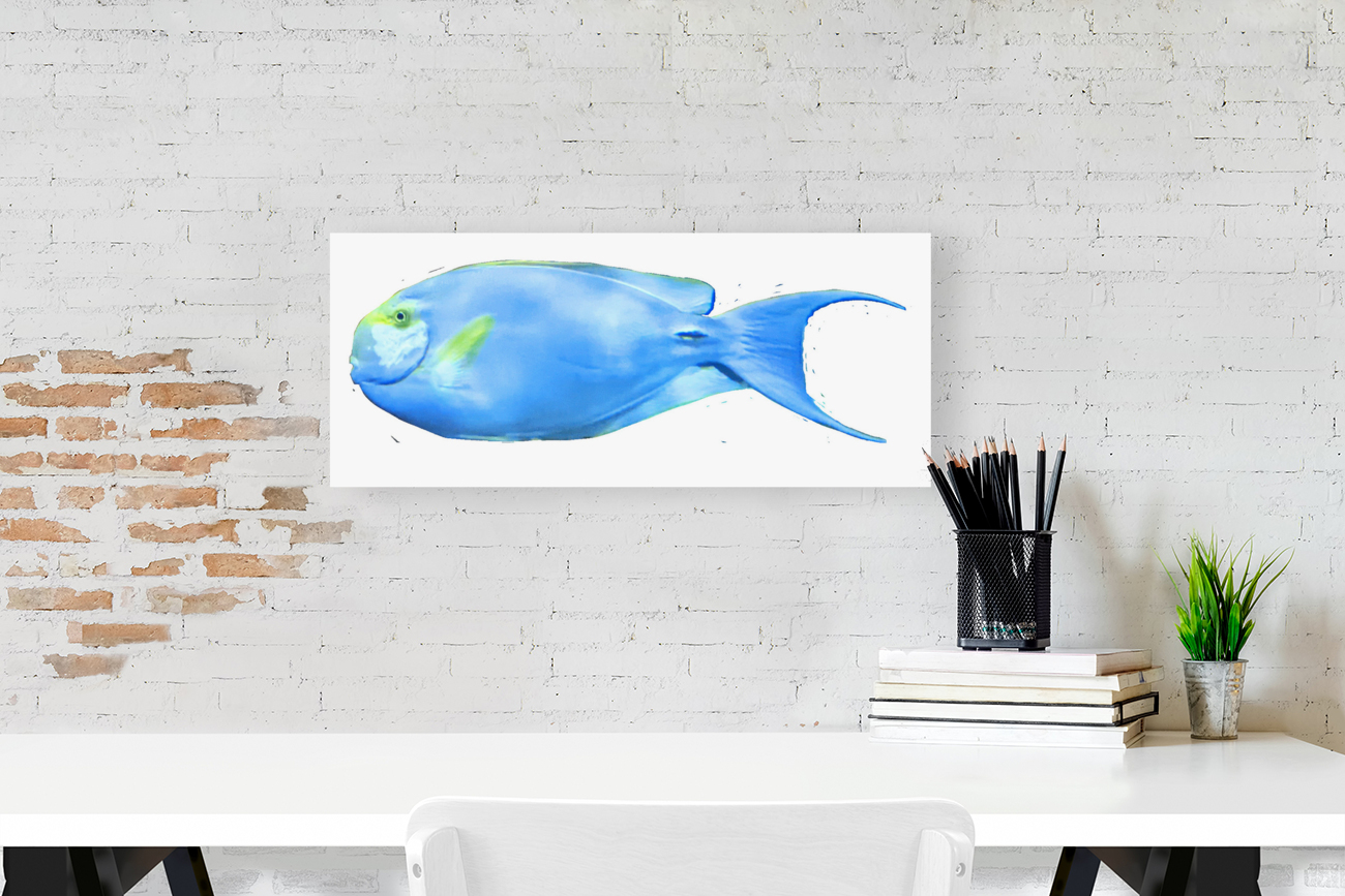 YellowandLightBlueFish Reproduction
