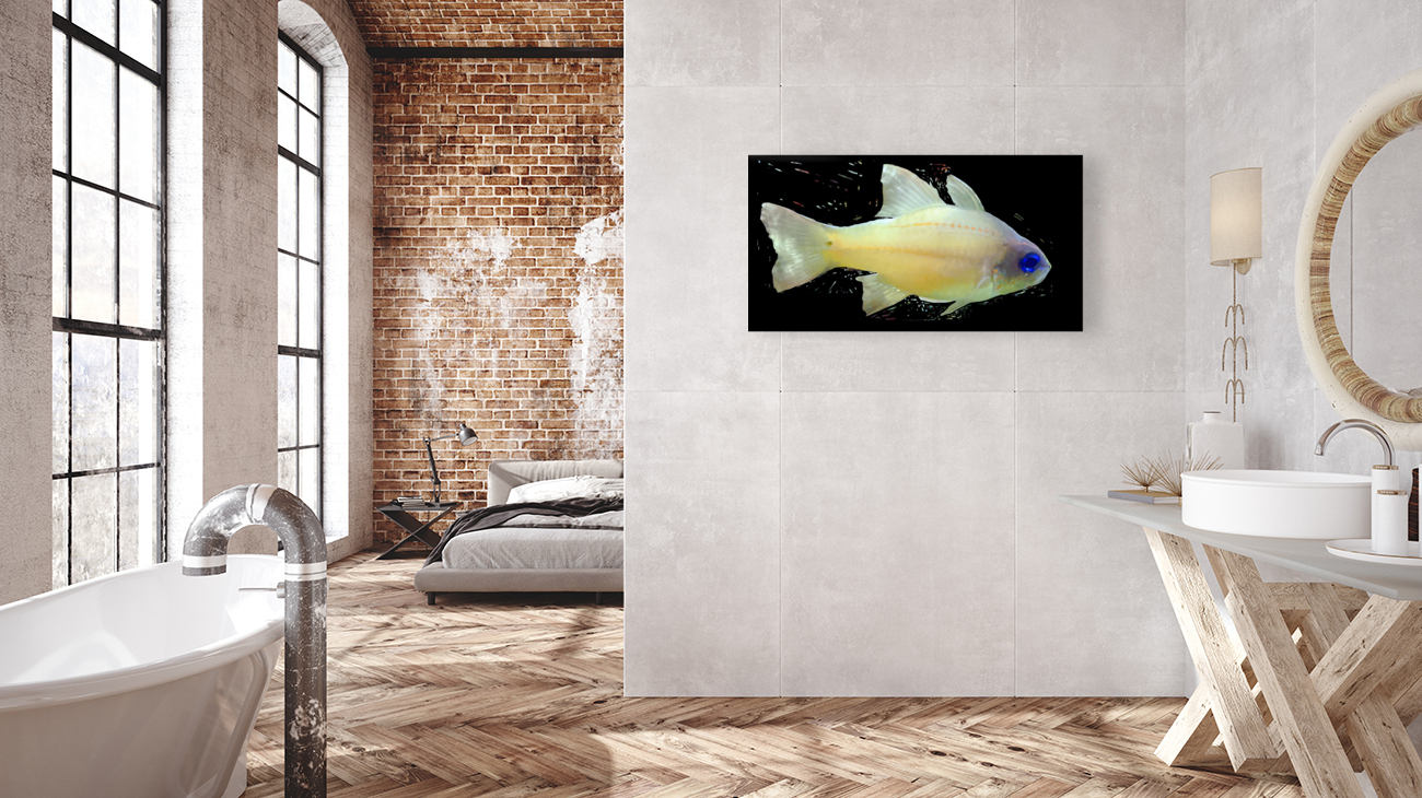 YellowFishCharacter2 Reproduction
