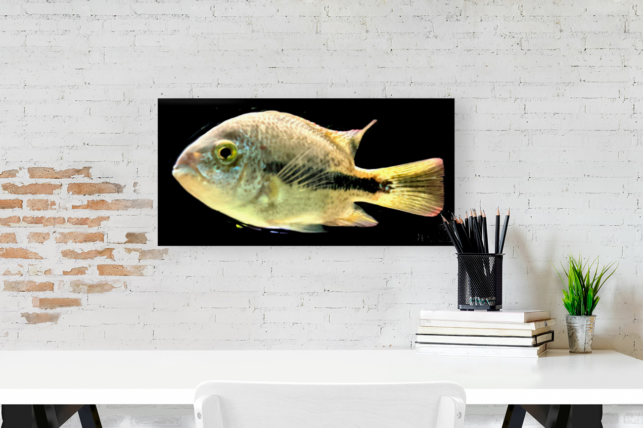 WhiteandBlackFish Reproduction