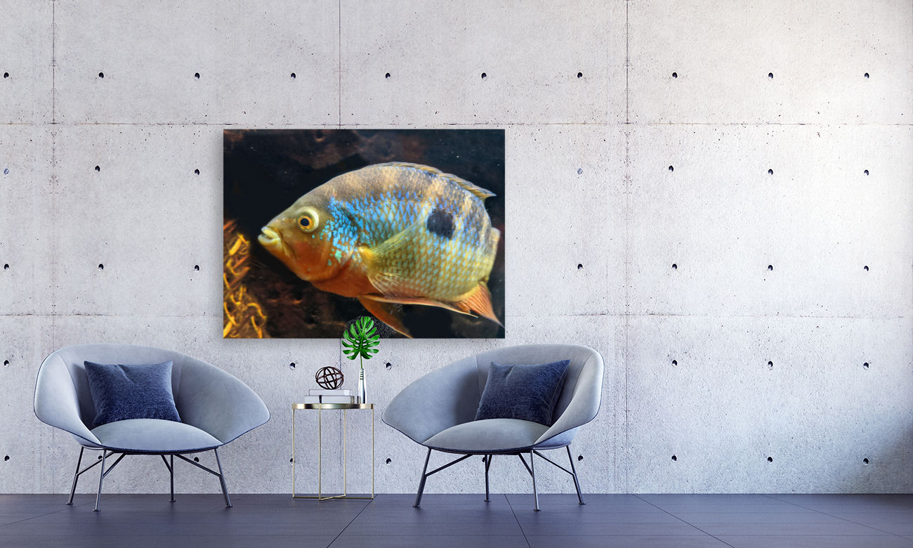 ColorfulFish Reproduction