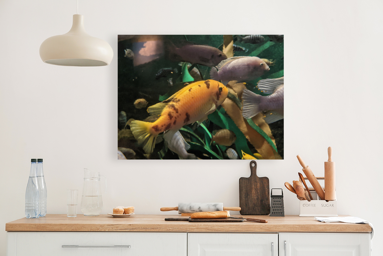 OrangeFish Reproduction