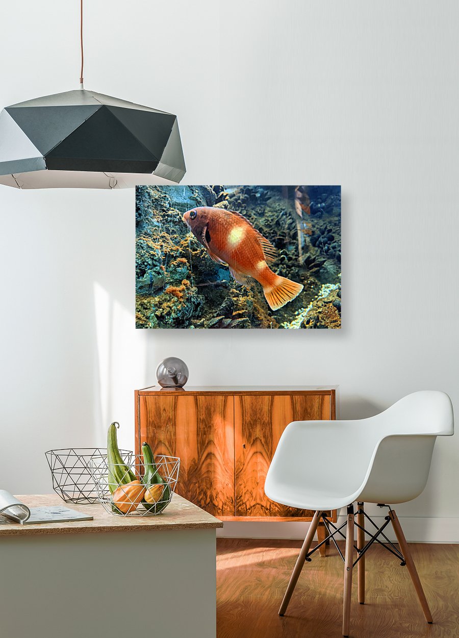OrangeFishScene Reproduction