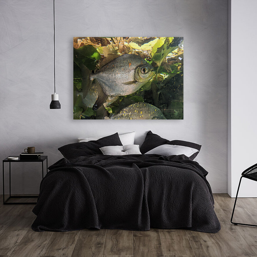 Colorful Fish Reproduction