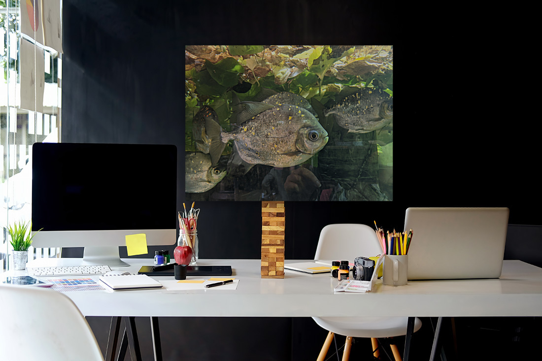 Colorful Fish Reproduction