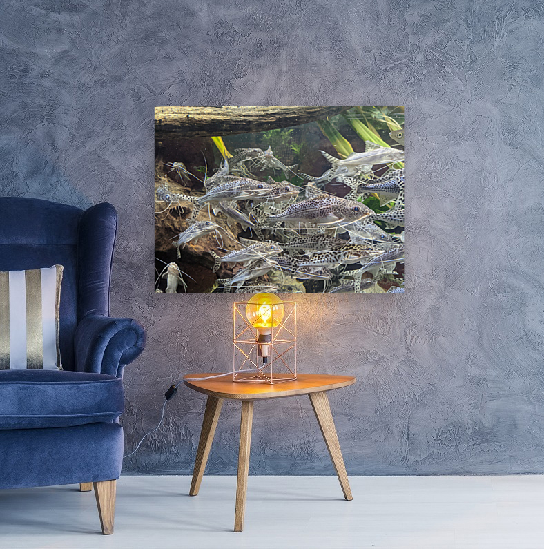 Colorful Fish Reproduction
