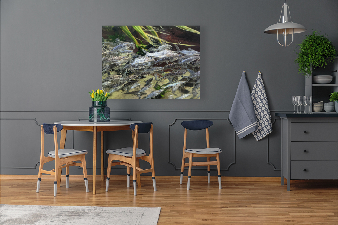 Colorful Fish Reproduction