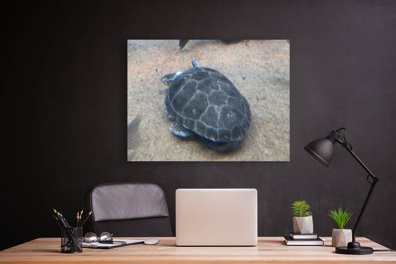 Turtle Reproduction