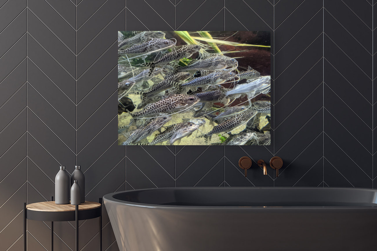 Colorful Fish Reproduction