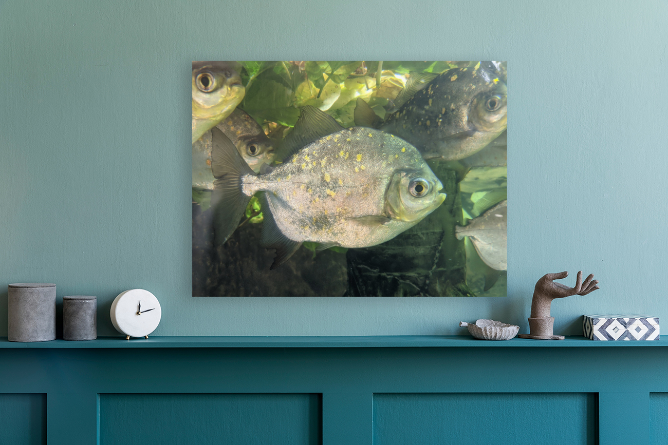 Colorful Fish Reproduction