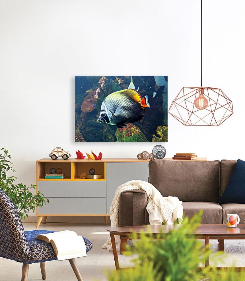 White Black Fish Reproduction