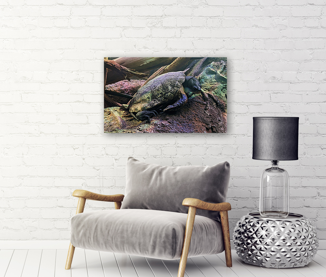 Turtle Reproduction