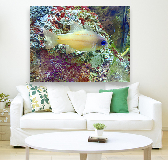 YellowFishCharacter Reproduction