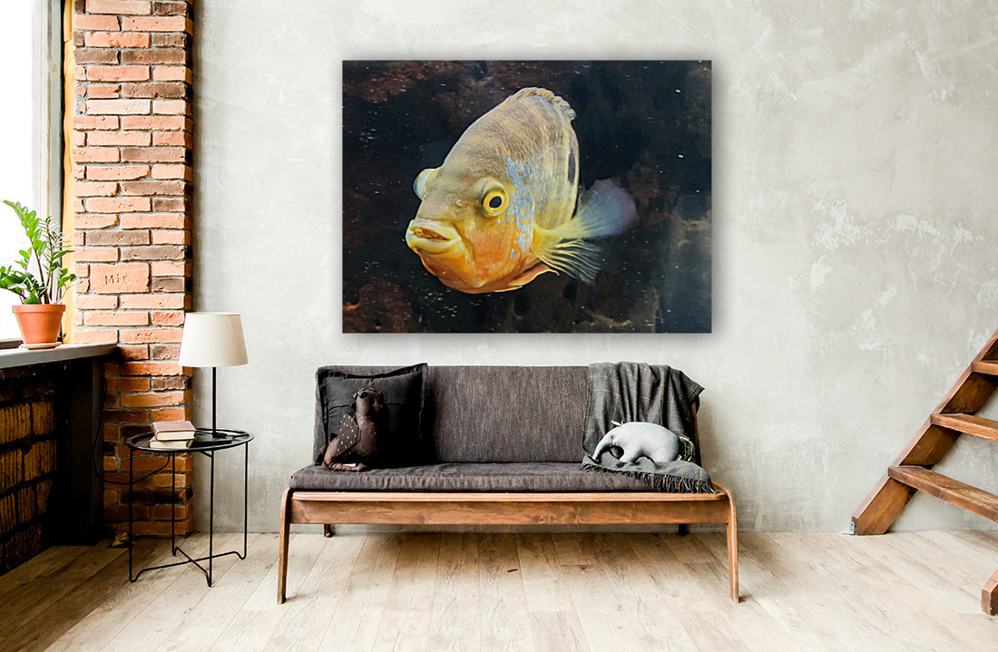 Yellow Orange Fish Reproduction